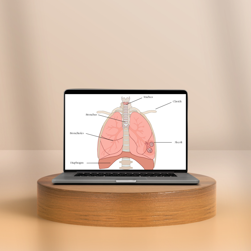 Respiratory system illustration mockup in frame